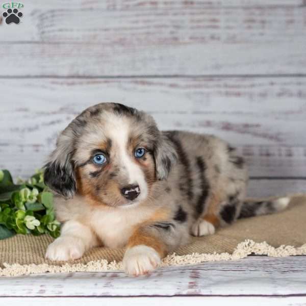 Tina, Miniature Australian Shepherd Puppy